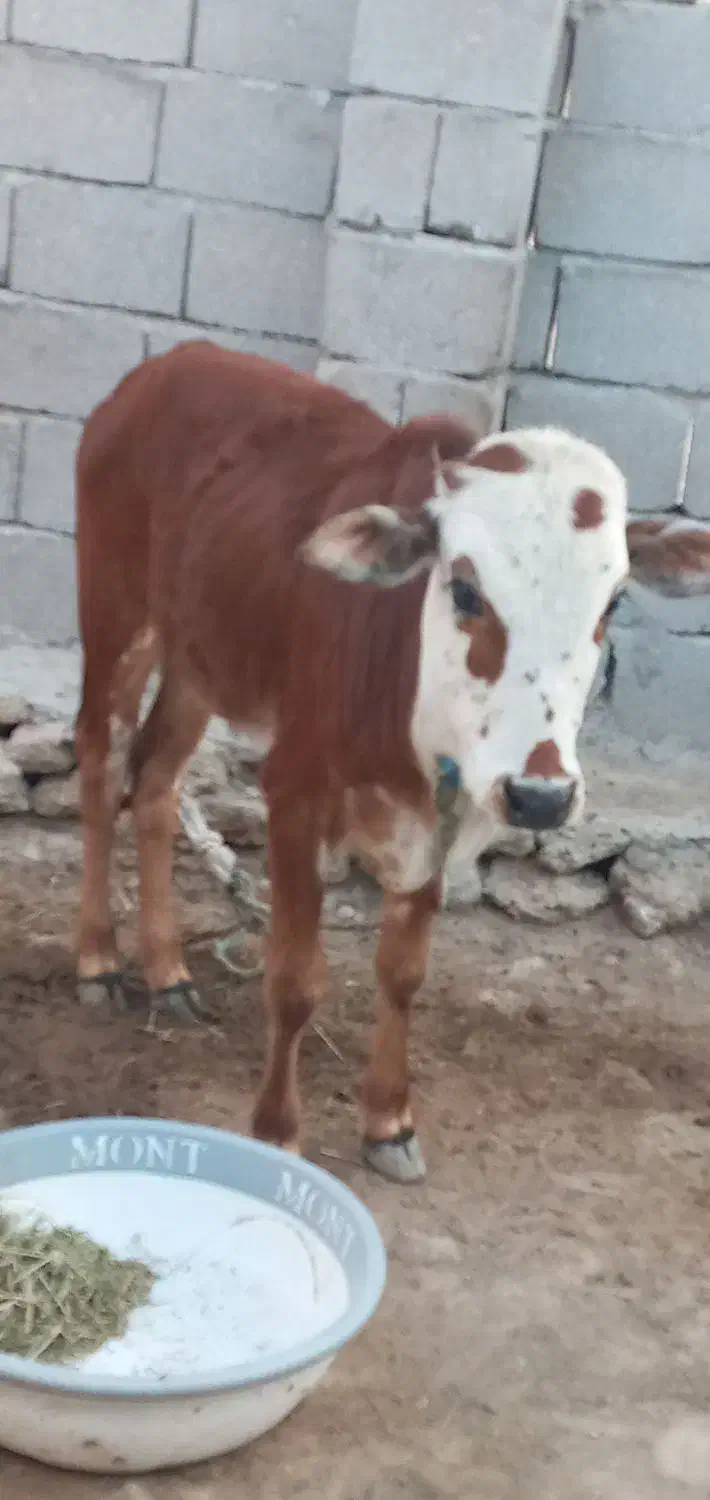 گوساله نر|حیوانات مزرعه|قشم, |دیوار