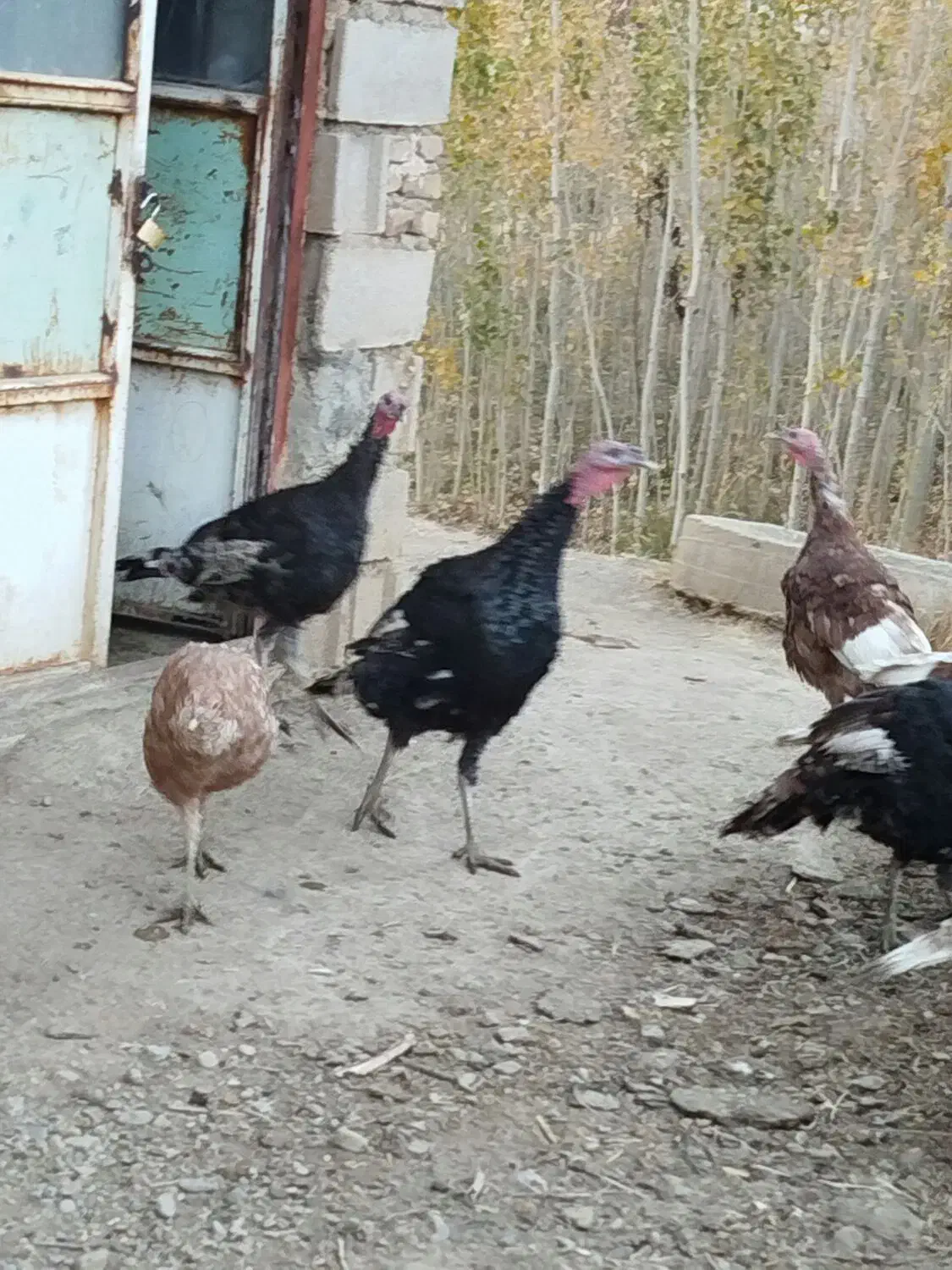 بوقلمون جوان و سرحال|حیوانات مزرعه|تویسرکان, |دیوار