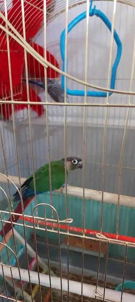 گرینچیک نراماده ۳۷۰۰۰۰۰تومان|پرنده|ایرانشهر, |دیوار