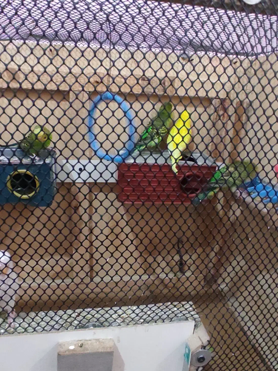 چهار جفت مرغ عشق تخم گذار و قفس|پرنده|دزفول, |دیوار