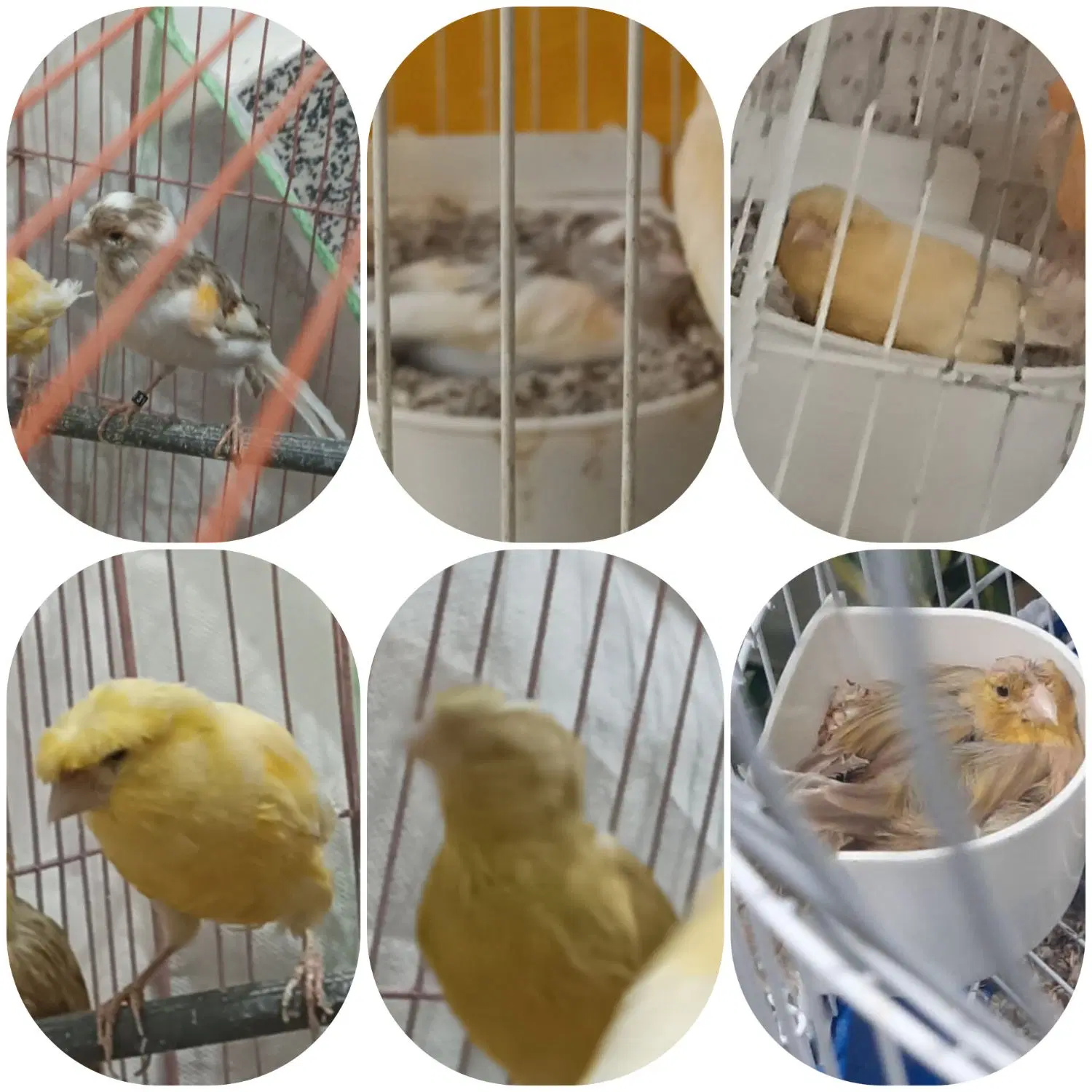 ماده|پرنده|بجنورد, |دیوار