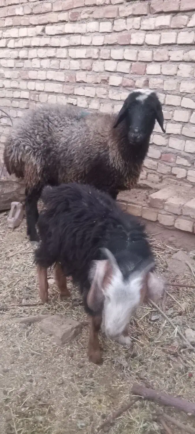 میش|حیوانات مزرعه|فردوس (خراسان), |دیوار