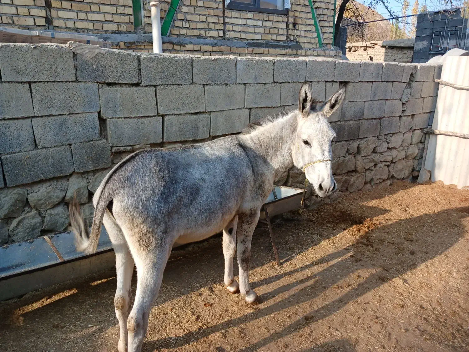 خر نر جوان|حیوانات مزرعه|کلات (خراسان), |دیوار