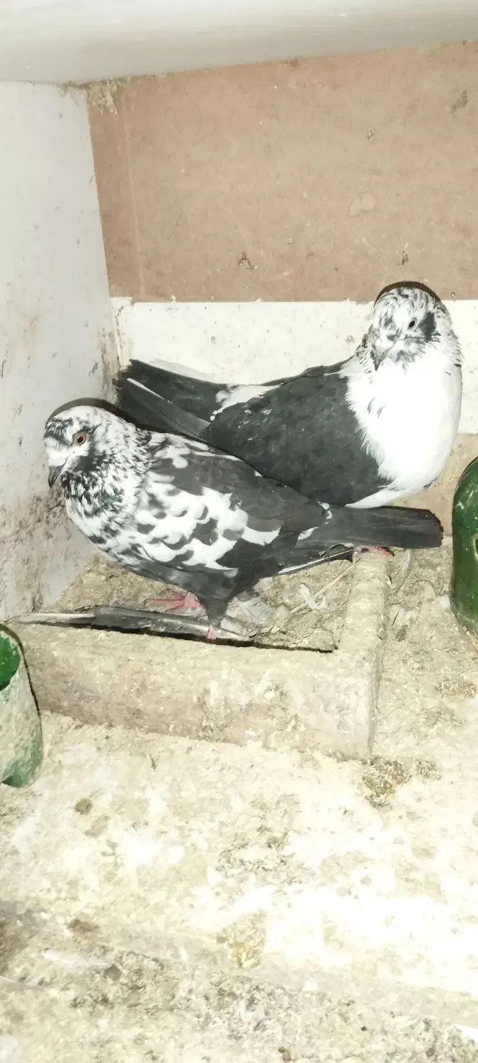 کبوتر غریب|حیوانات|خمام, |دیوار