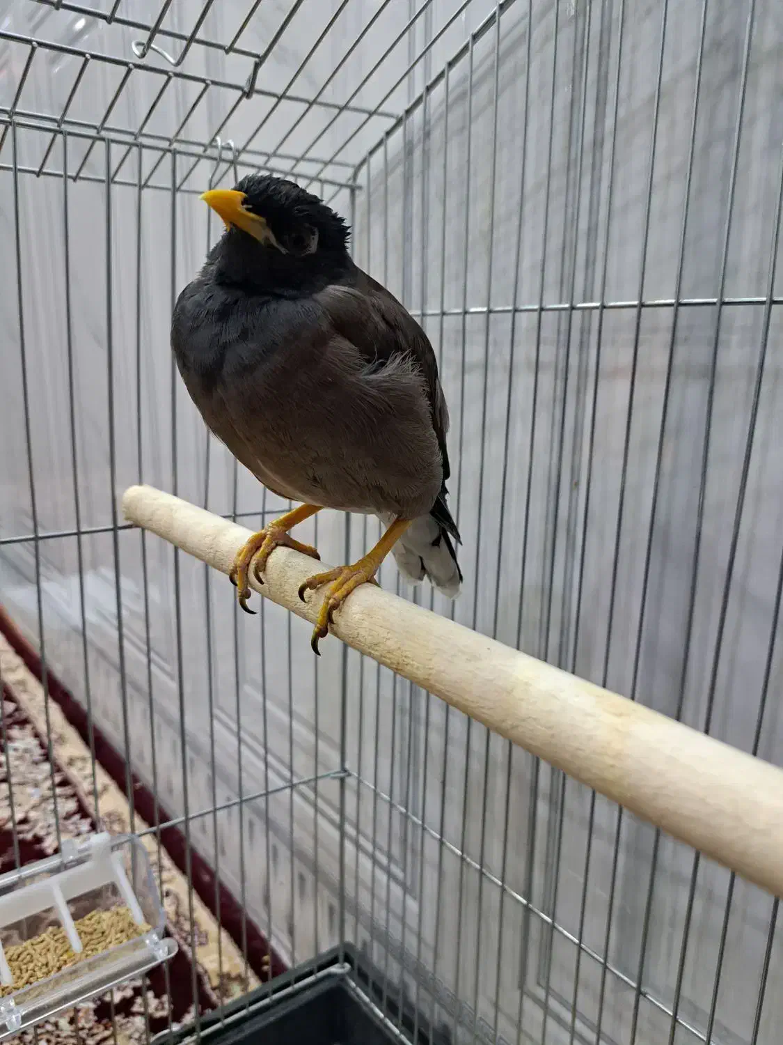 پرنده ی مینا|پرنده|اهواز, کوی علوی|دیوار