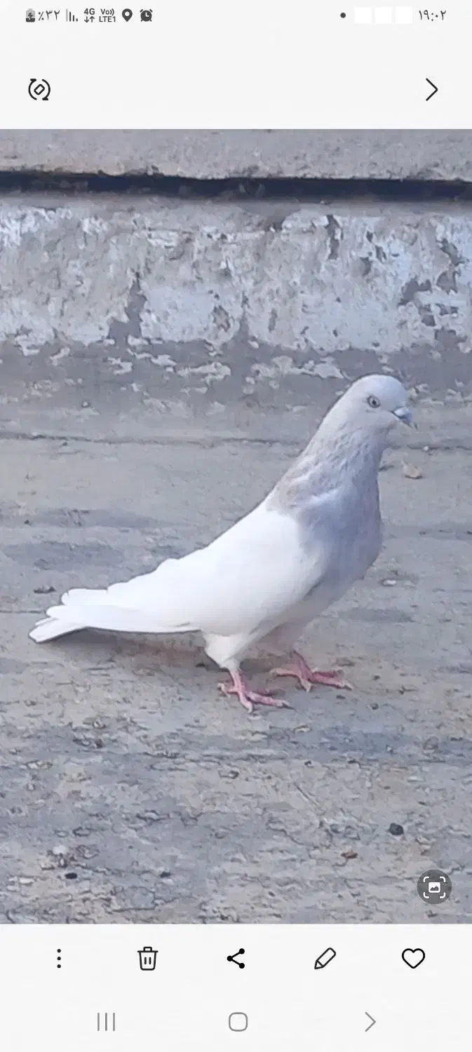 کبوتر نر مورباش|پرنده|خسروشاه, |دیوار