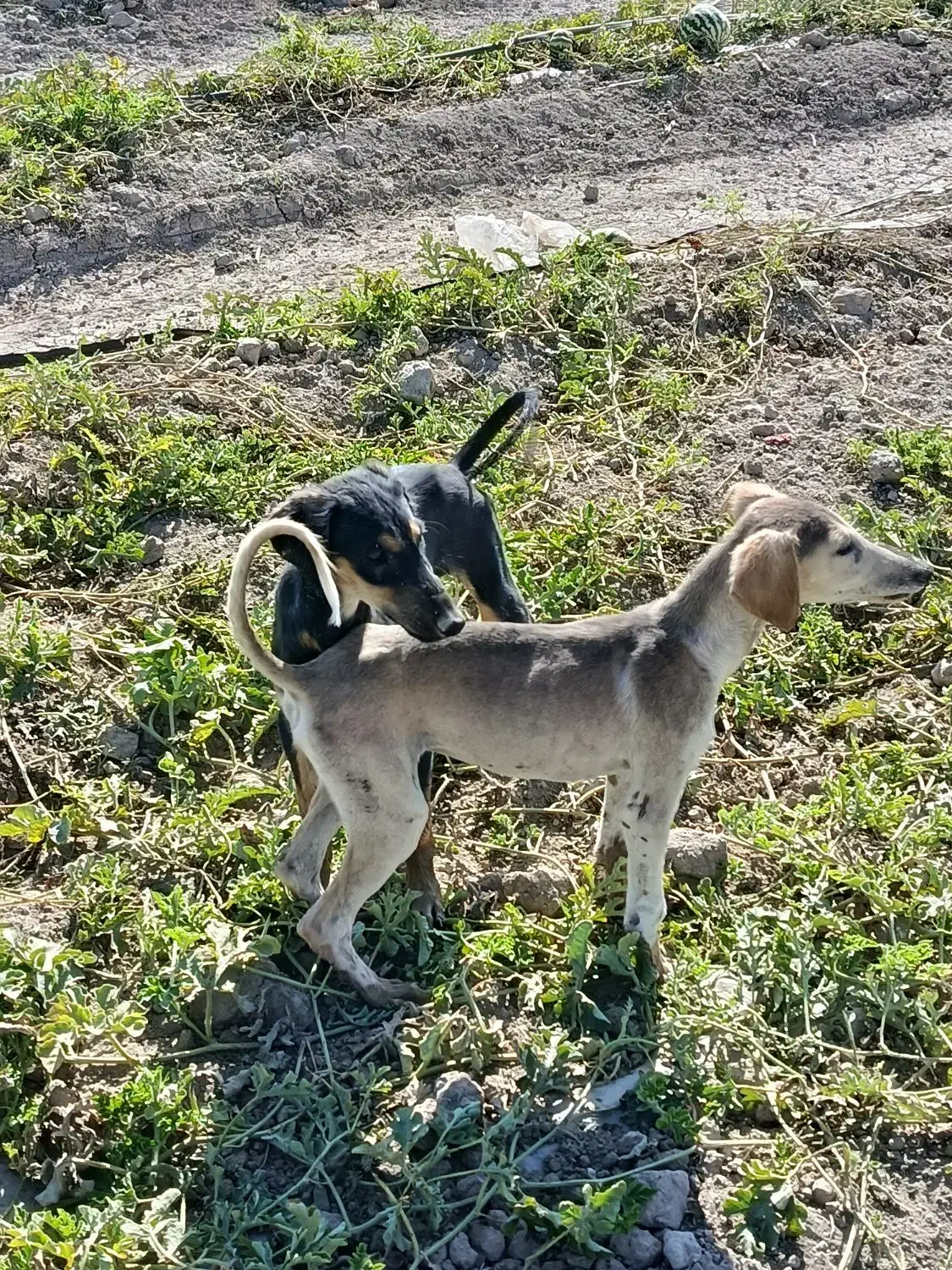 تازی|سگ|میلاجرد, |دیوار