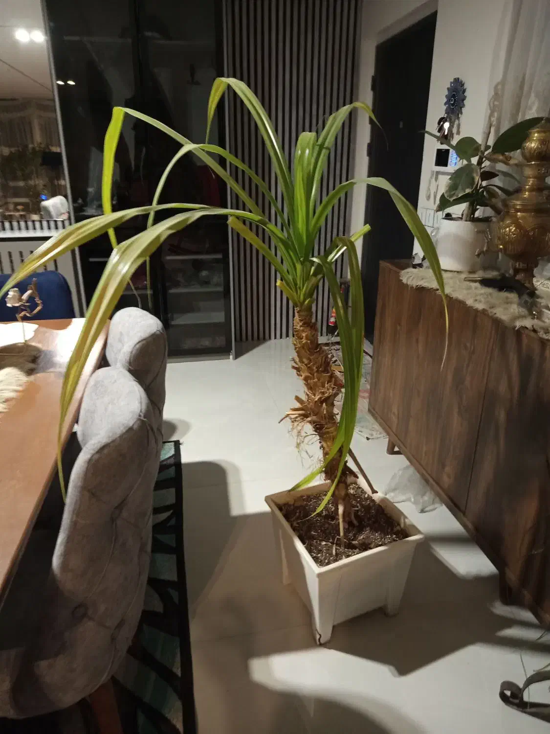 گل و گلدان|کلکسیون و سرگرمی|پردیس, فاز ۲|دیوار