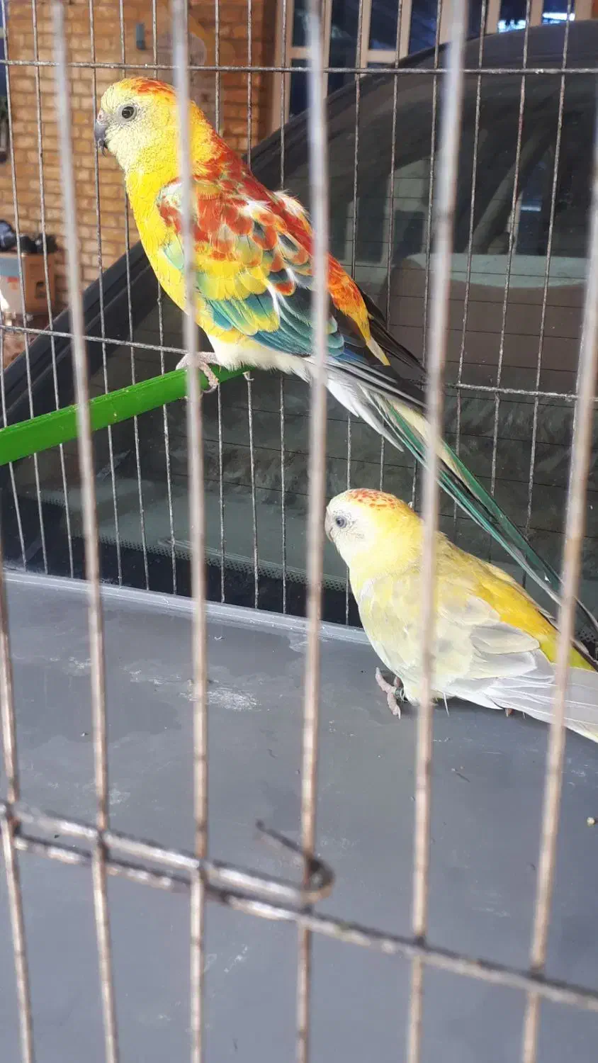 جفت طوطی آواز خوان ۶میلیون|پرنده|اهواز, بعثت|دیوار