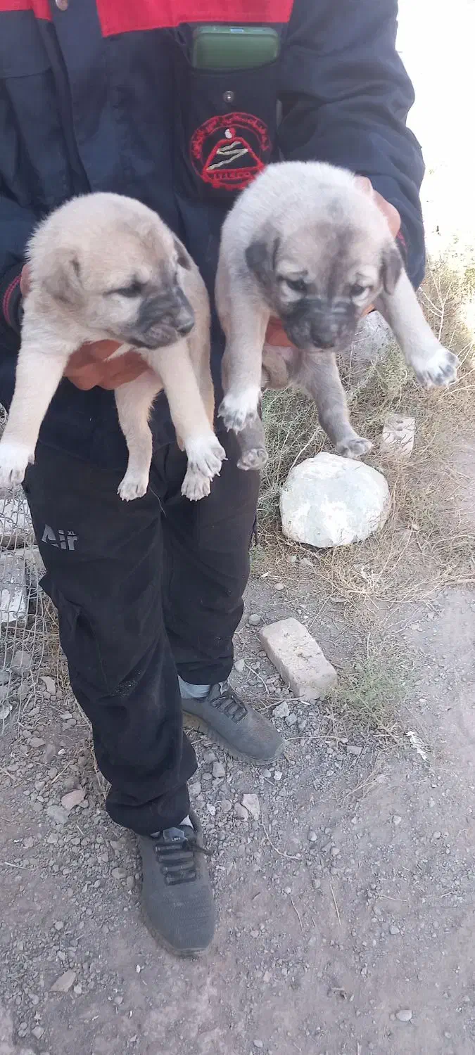 واگذاری توله سرابی|سگ|سراب, |دیوار