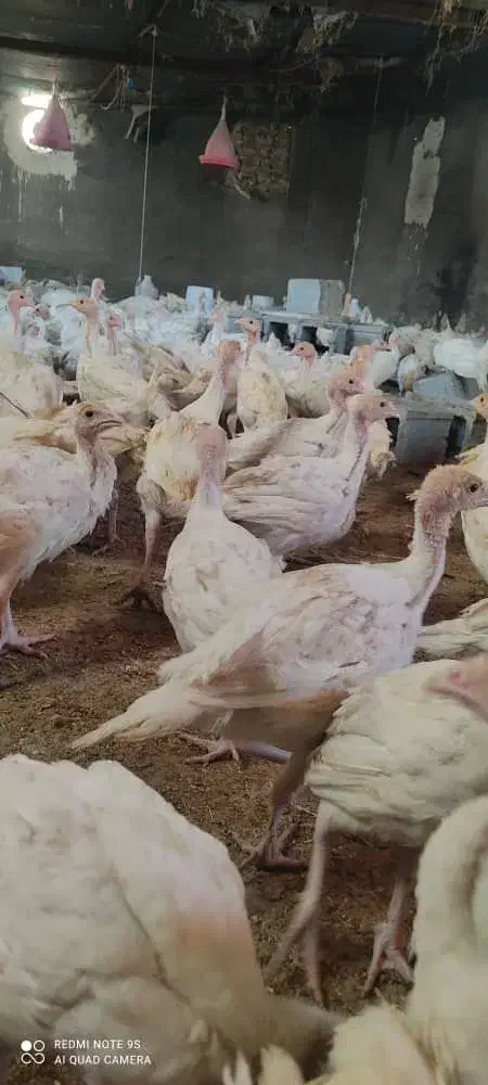 باسلام مرکز پخش  بوقلمون بیوتی و برنزسه ماهه|حیوانات مزرعه|مرودشت, محمد آباد|دیوار