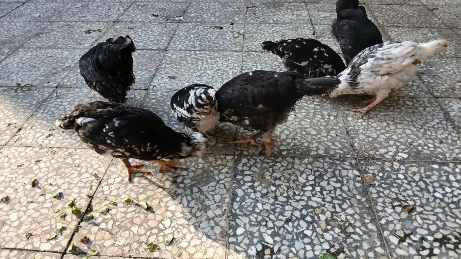 وارک ۴ ماهه گلین طوسی|حیوانات مزرعه|دهلران, |دیوار