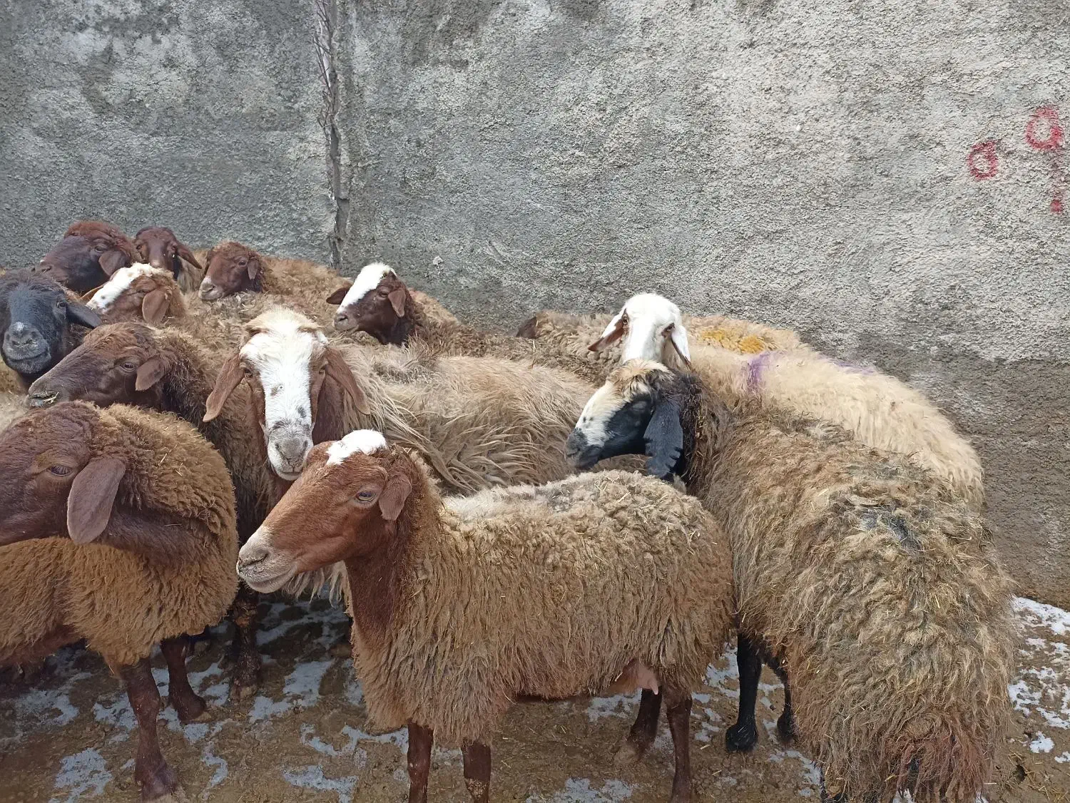 گوسفند بابره|حیوانات مزرعه|جوانرود, |دیوار