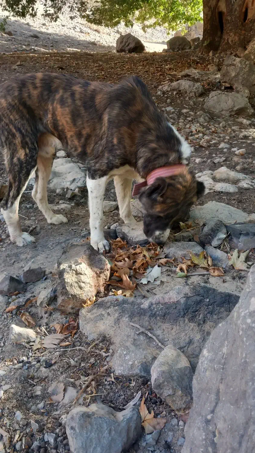 سگ نگهبان|سگ|مشهد, مشکینی (شهرک غرب)|دیوار