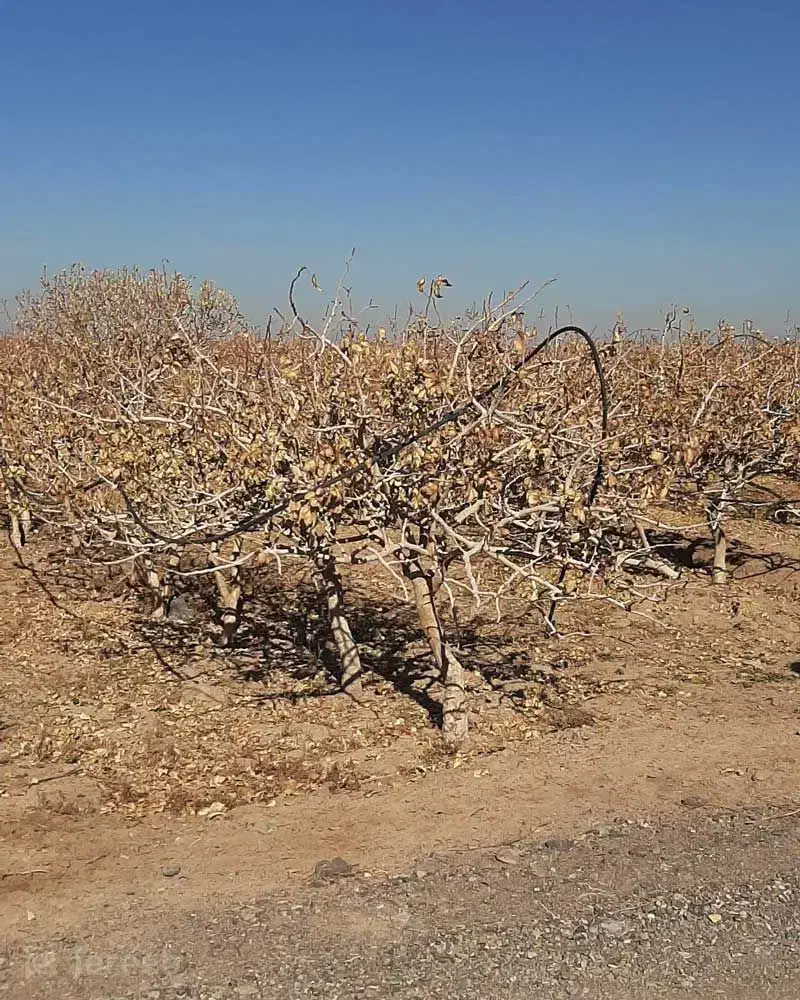 گارگر باغ ترجیحا متاهل|خدمات باغبانی و درختکاری|صوغان, |دیوار
