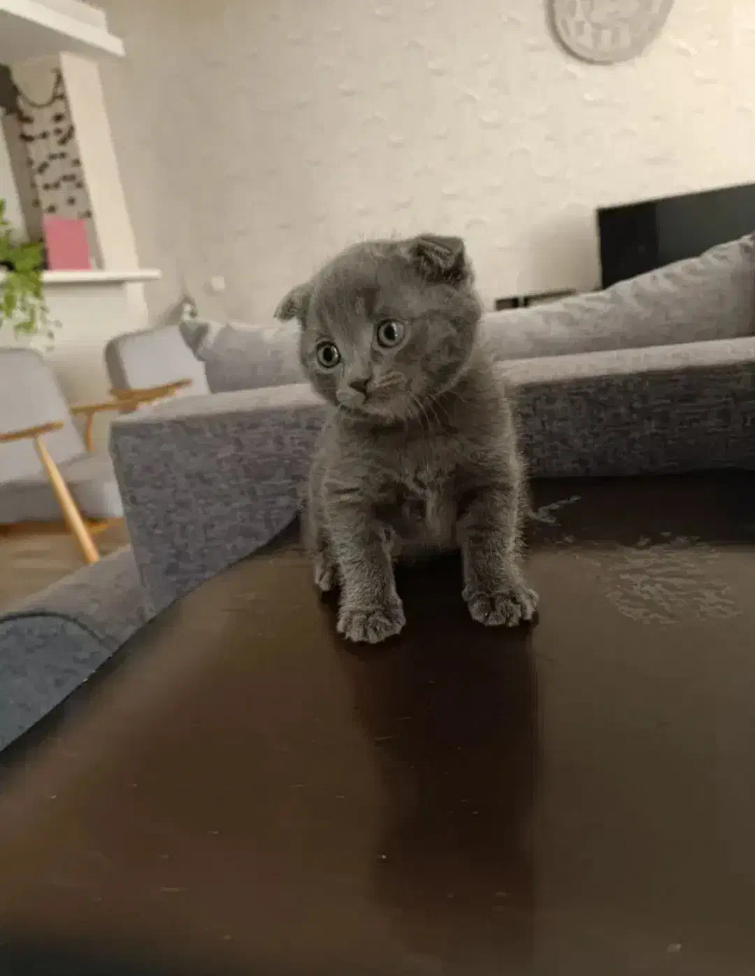 گربه میکس|گربه|شیراز, دشت چنار|دیوار