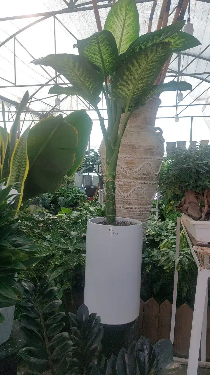 گل طبیعی در گلخونه|گل و گیاه طبیعی|پردیس, شهرک صنعتی خرمدشت فاز ۷|دیوار