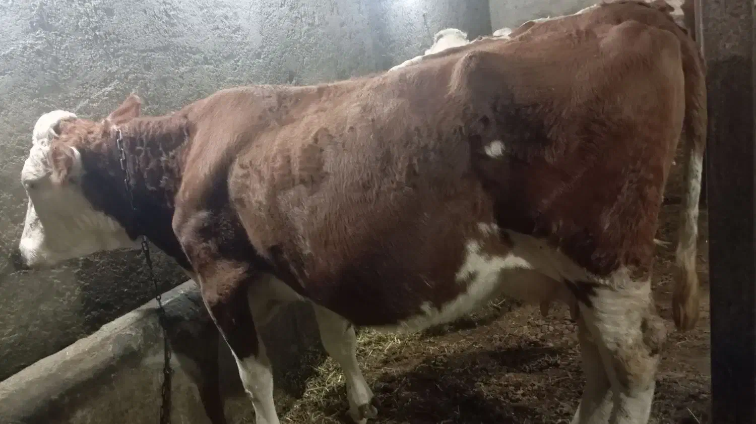 گاو ماده|حیوانات مزرعه|محمدبار, |دیوار