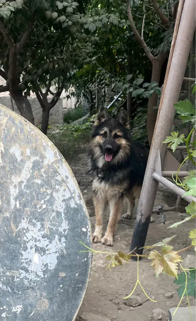 سگ ژرمن|سگ|کرج, ملکآباد|دیوار