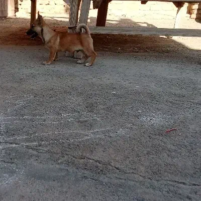 پاکوتاه فروشی|سگ|فردوس (خراسان), |دیوار