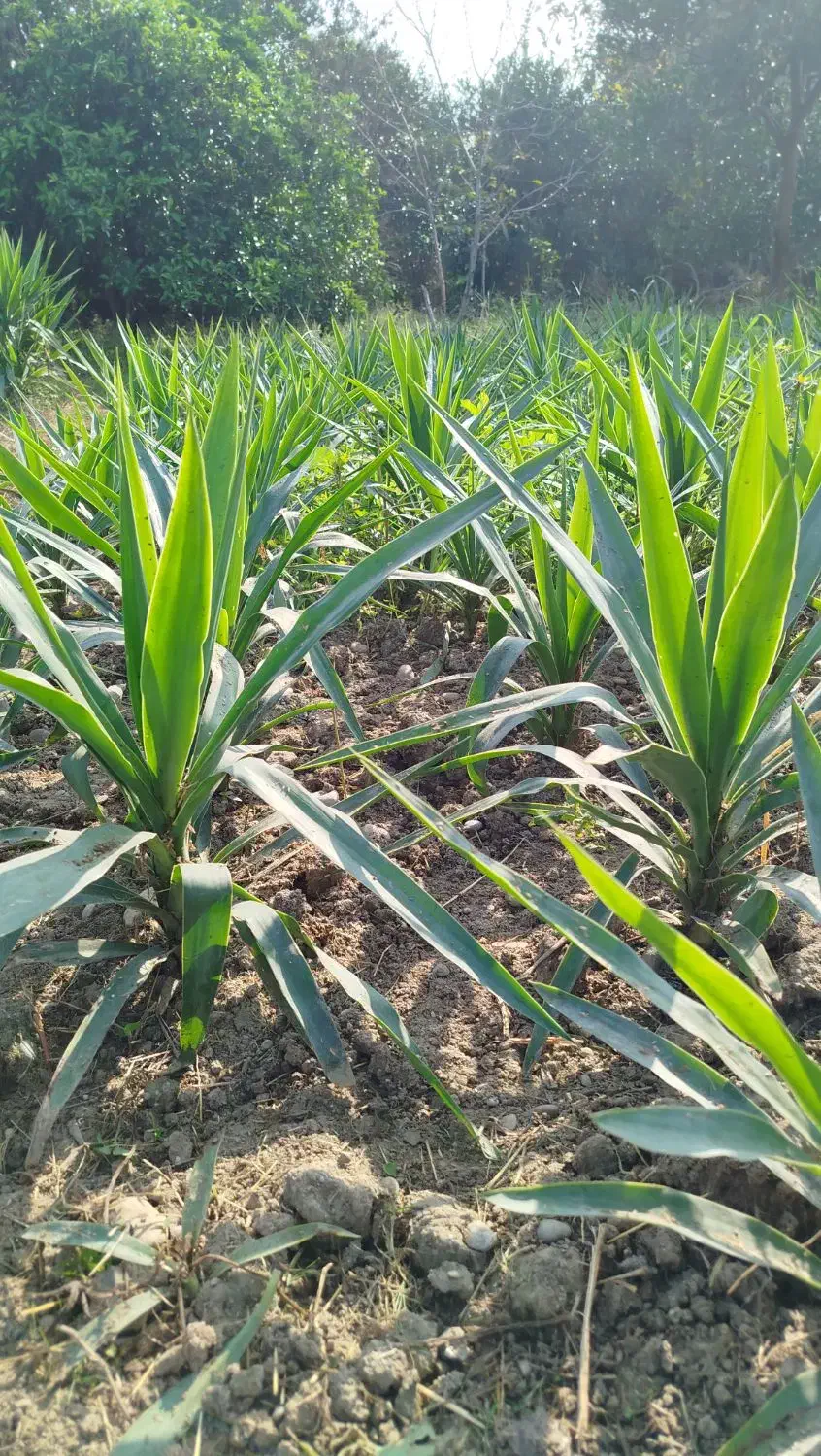 یوکا ریشه دار|گل و گیاه طبیعی|بابل, |دیوار