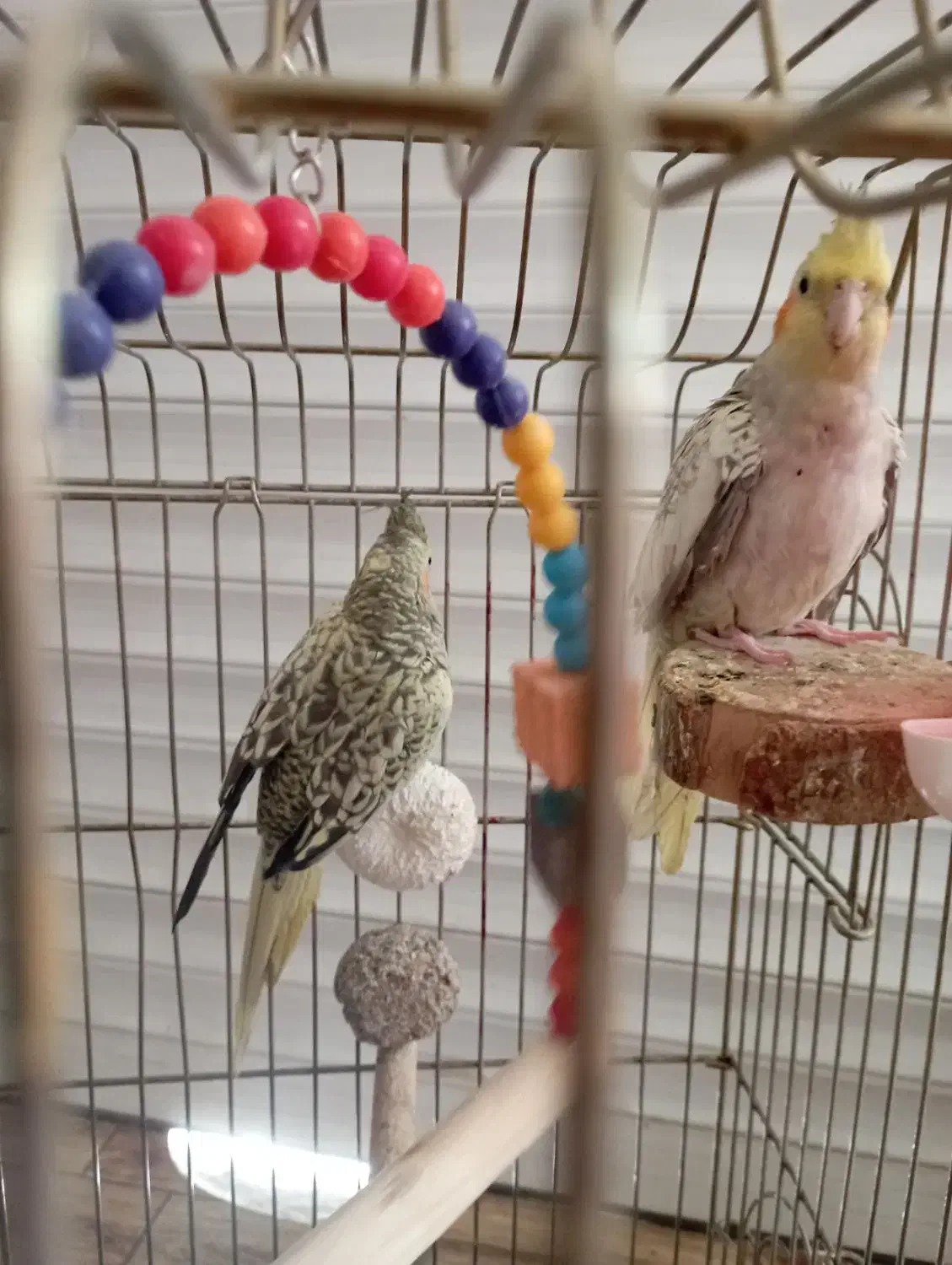 عروس هلندی|پرنده|یزد, |دیوار