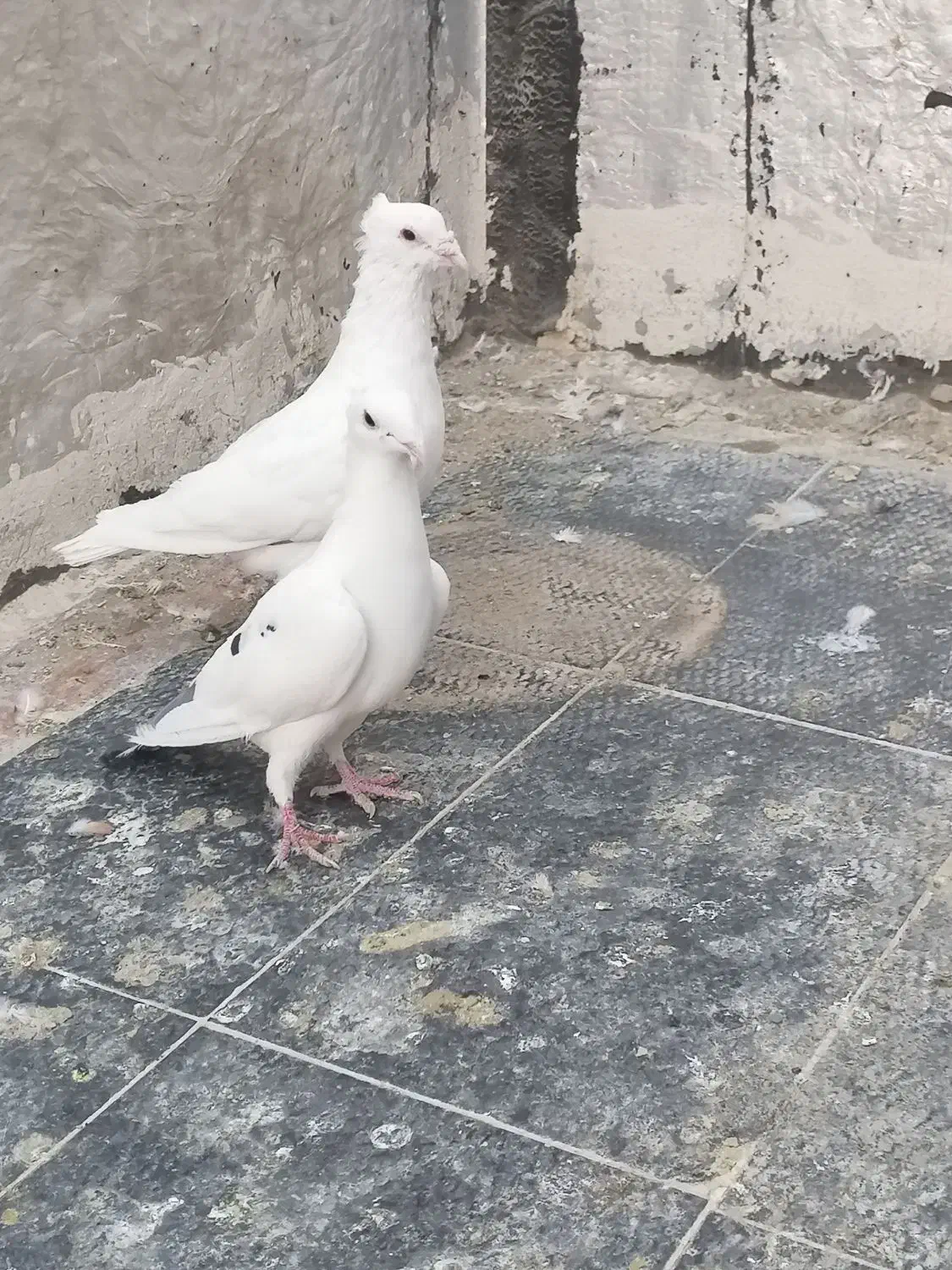 سفید پلاکی کاکلی بیرجندی یا پاکستانی|پرنده|شیراز, حجت آباد|دیوار