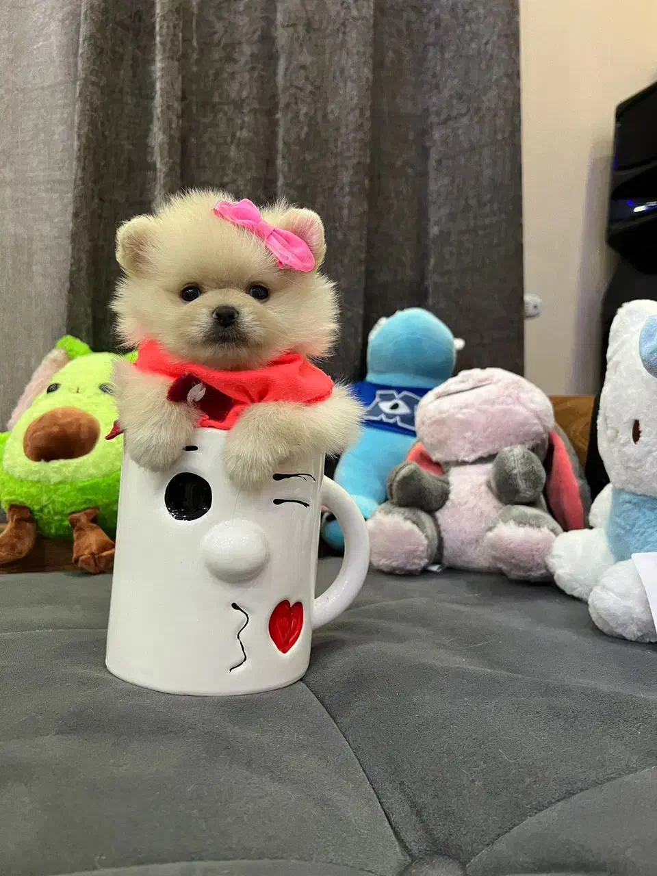 پامر فینگیلی پودل فرفری و شیتزو پنبه ای|سگ|فردیس, فردیس|دیوار