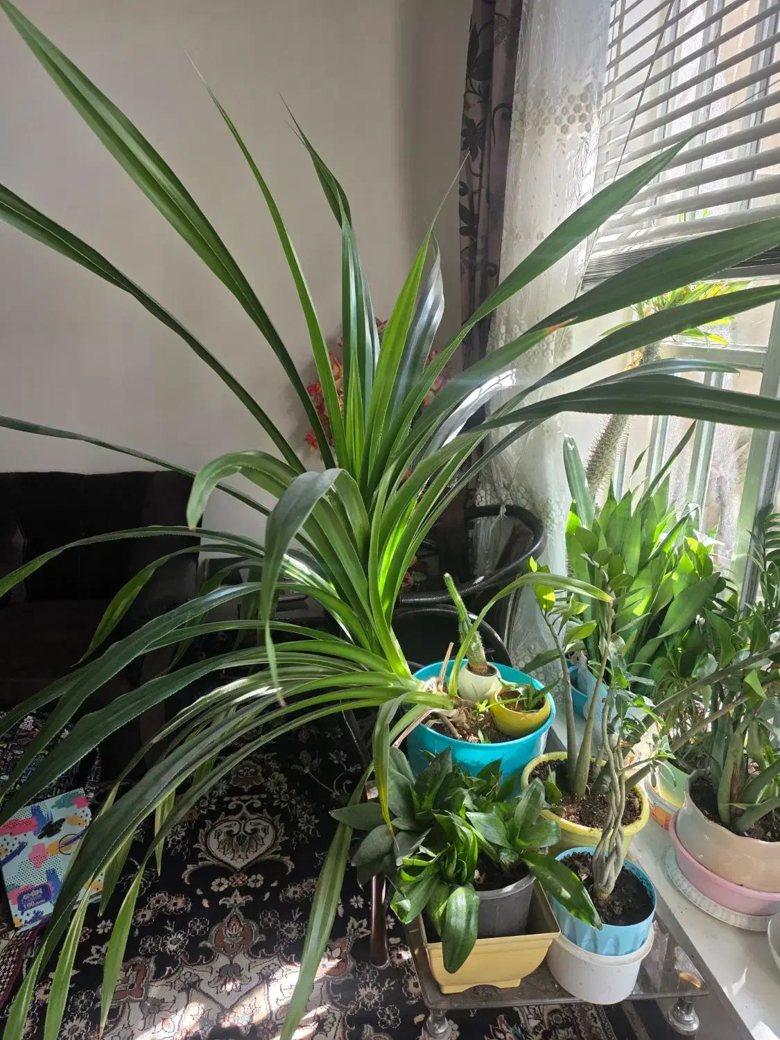 ۳ عدد گل پاندانوس|گل و گیاه طبیعی|شیراز, پودنک|دیوار