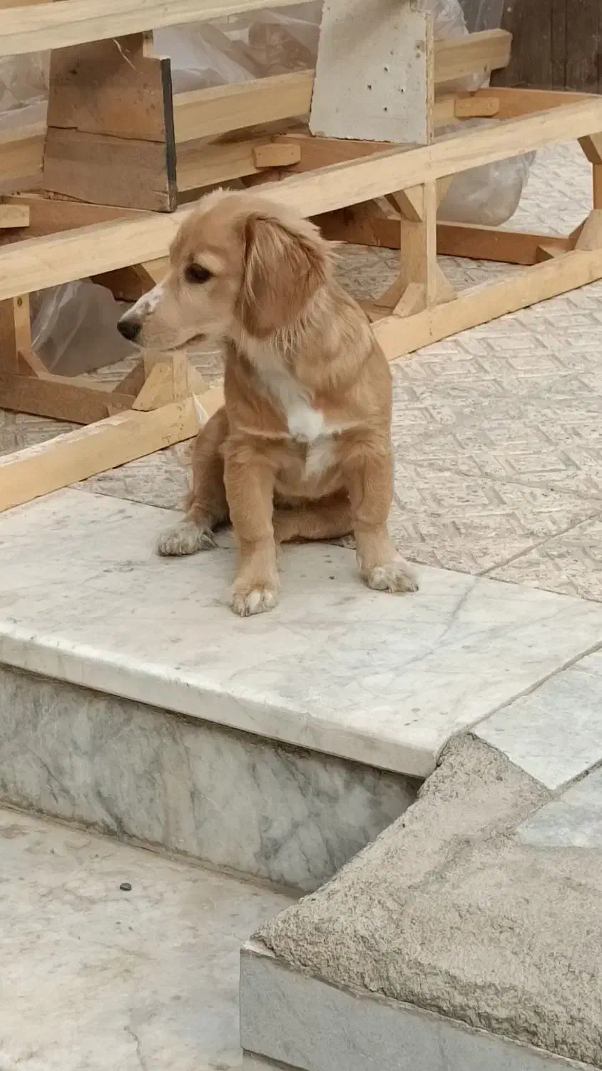 فروش سگ گلدن اشپیتز|سگ|فردیس, شهرک ۱۱۰|دیوار