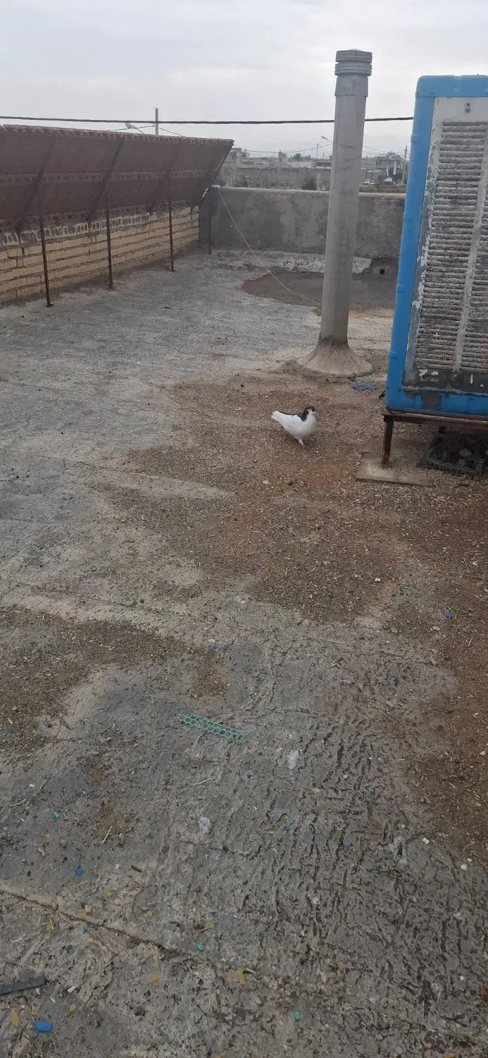 کبوتر|پرنده|شیراز, احمدی جنوبی|دیوار