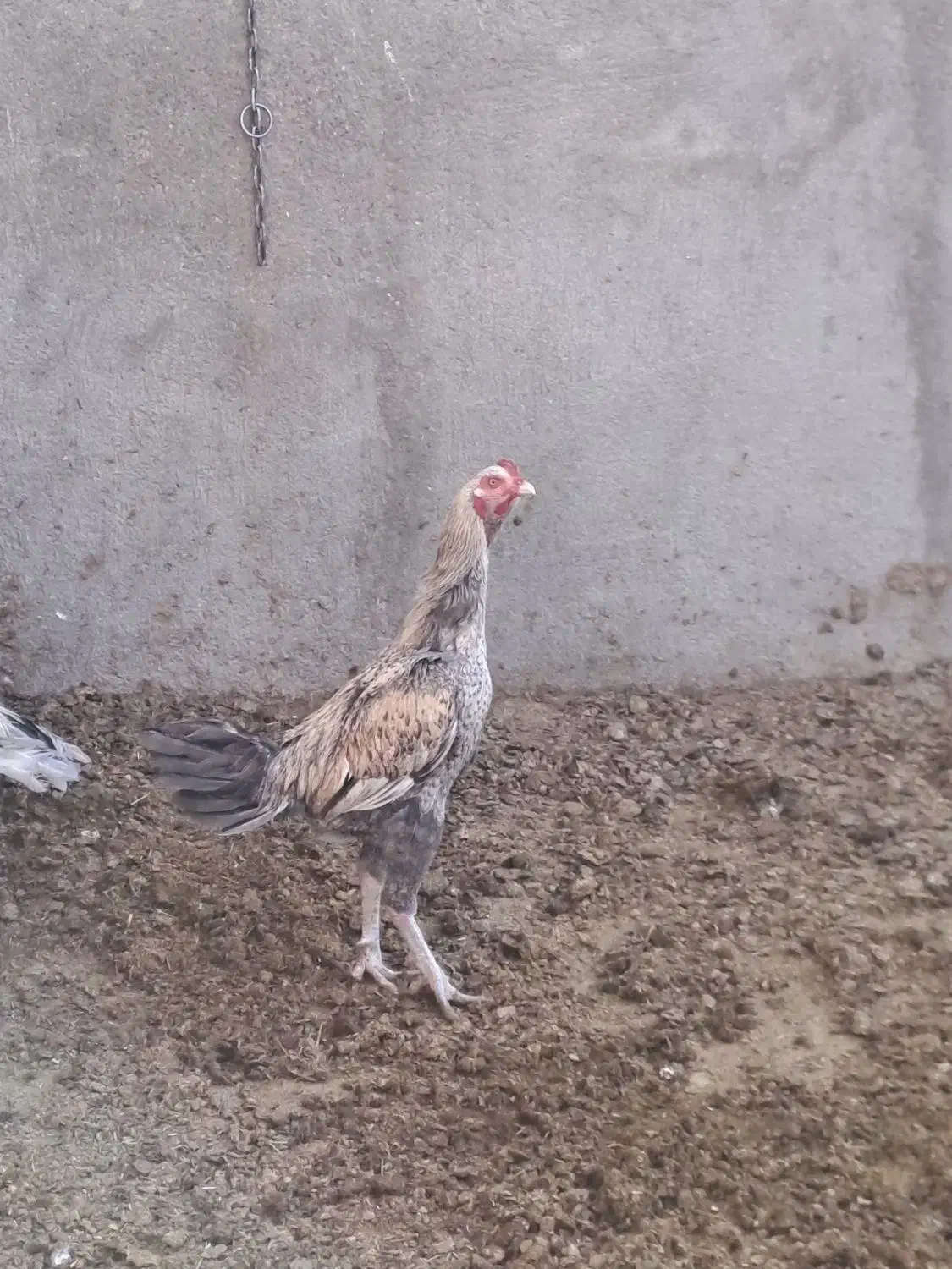 خروس دورگه و مرغ محلی|حیوانات مزرعه|رامند, |دیوار