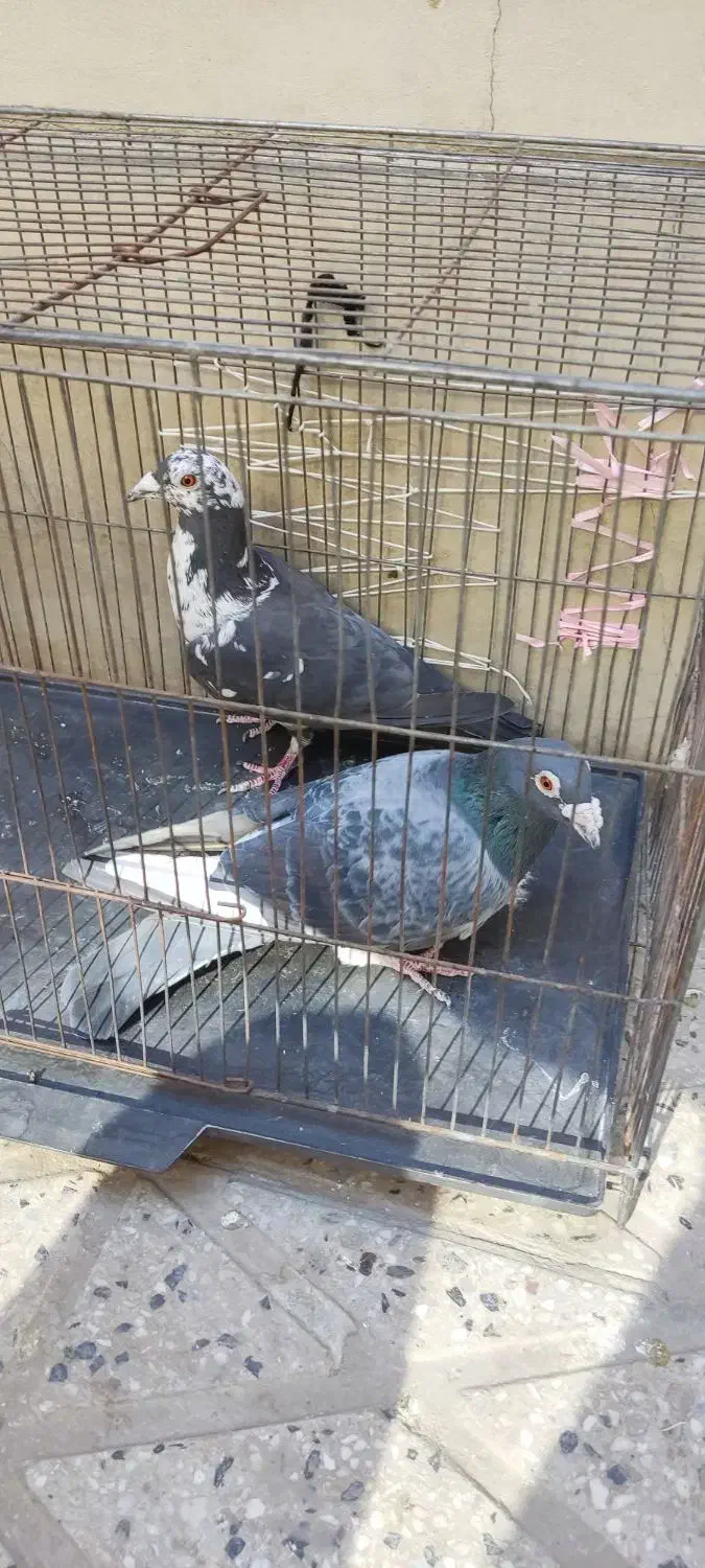 پلاکی|پرنده|ملایر, |دیوار