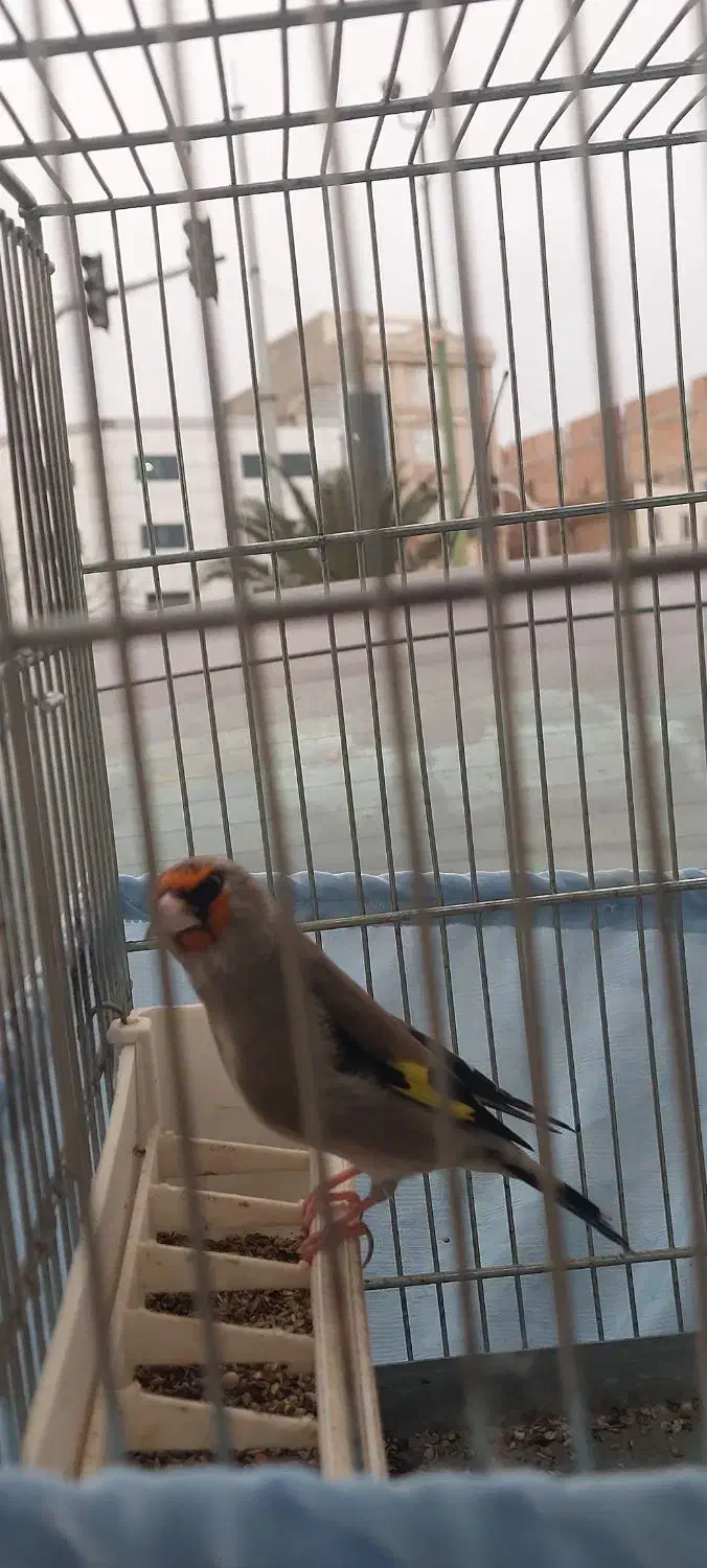 سهره|پرنده|پاکدشت, حصار امیر|دیوار