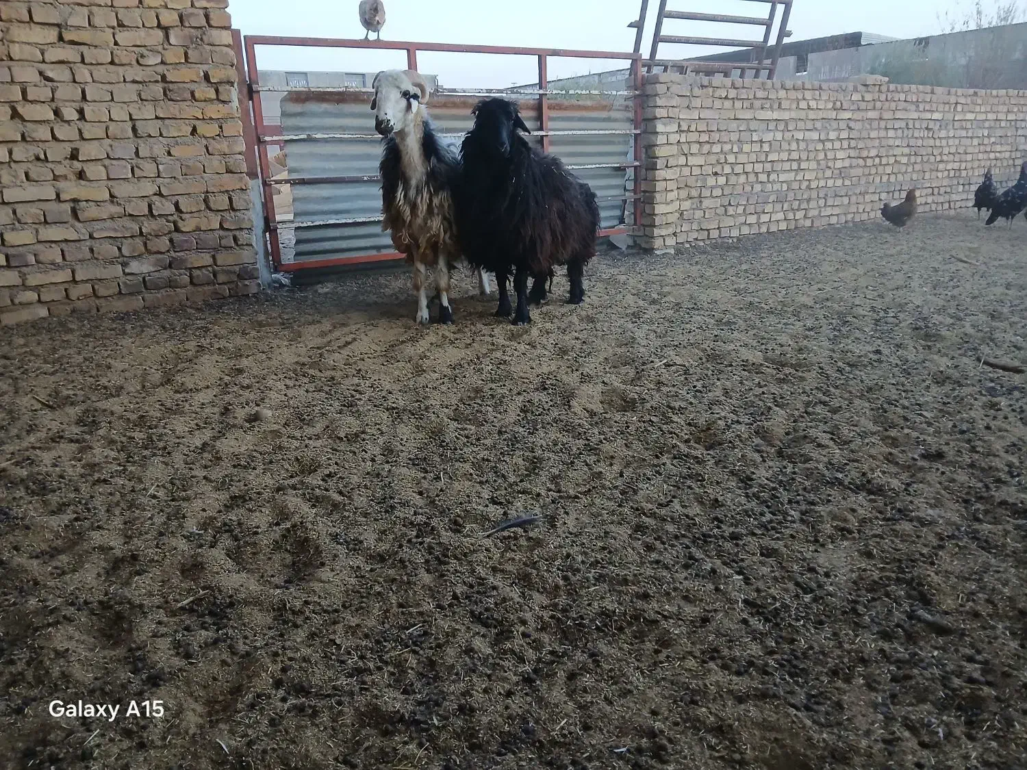 بره.وچپش آلپایین|حیوانات مزرعه|اردکان, |دیوار