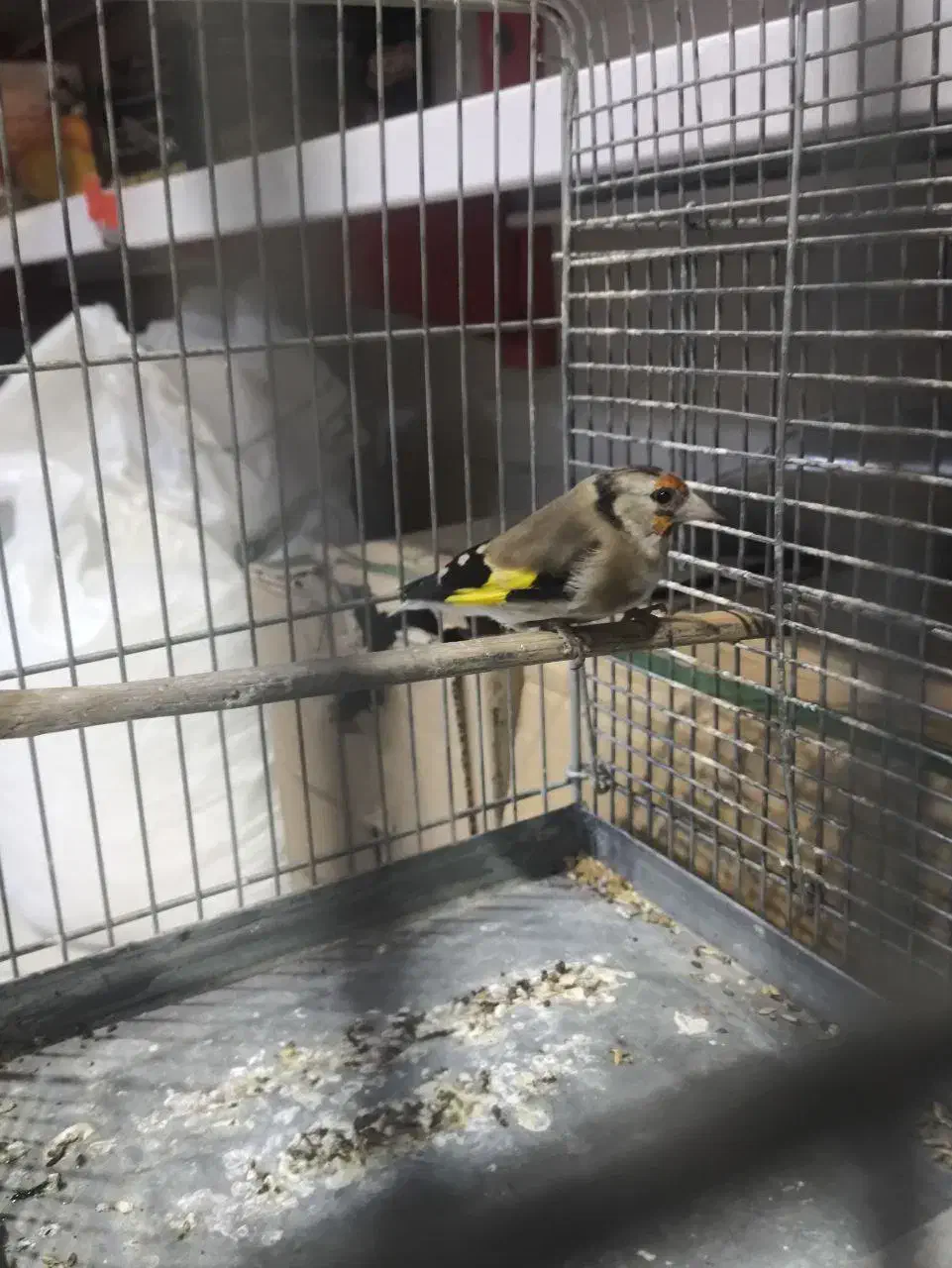 سهره معاوضه قناری سر خاکی|پرنده|محمدیه-قزوین, |دیوار