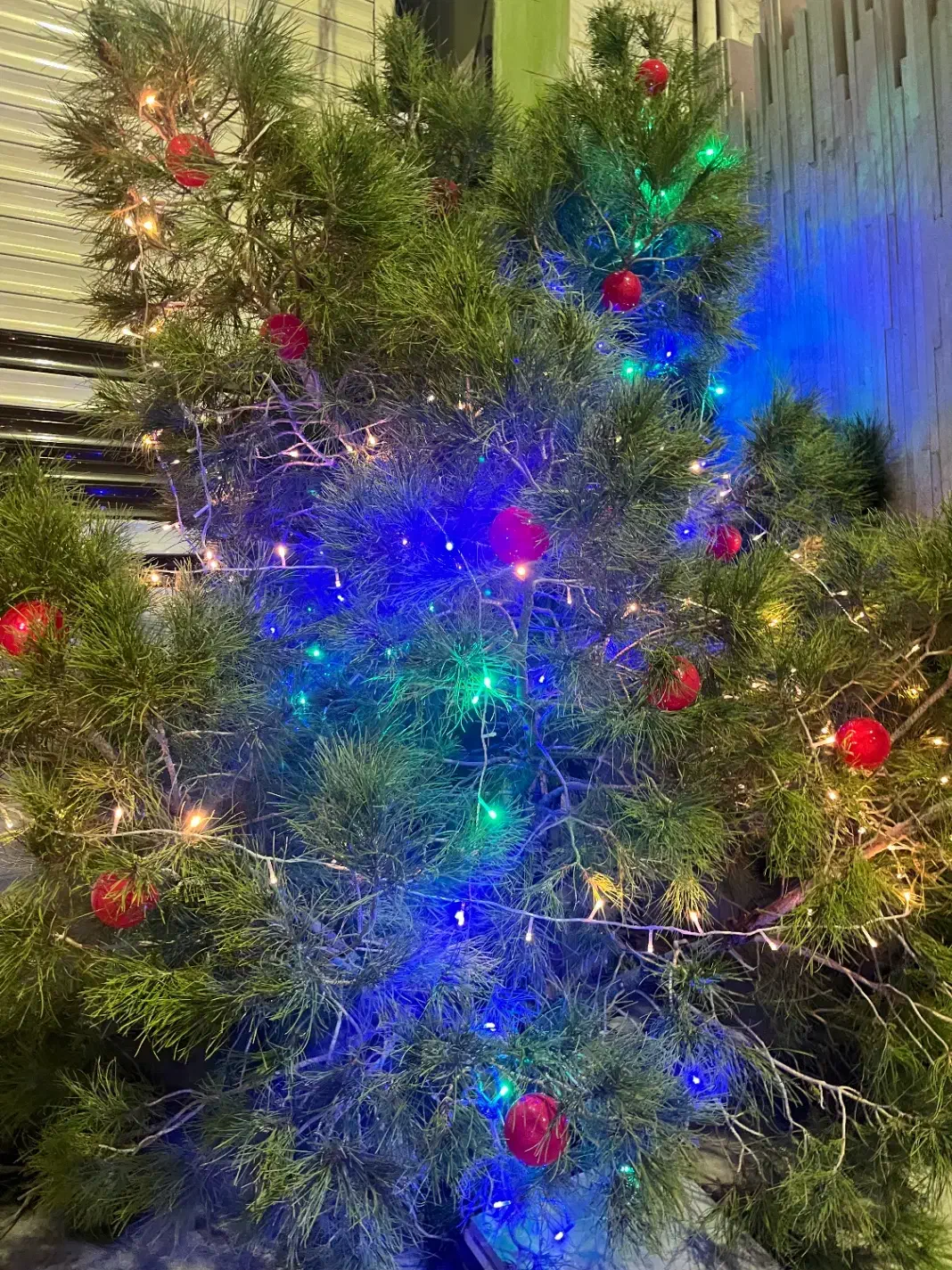 درخت کریسمس طبیعی|صنایع دستی و سایر لوازم تزئینی|تهران, زعفرانیه|دیوار