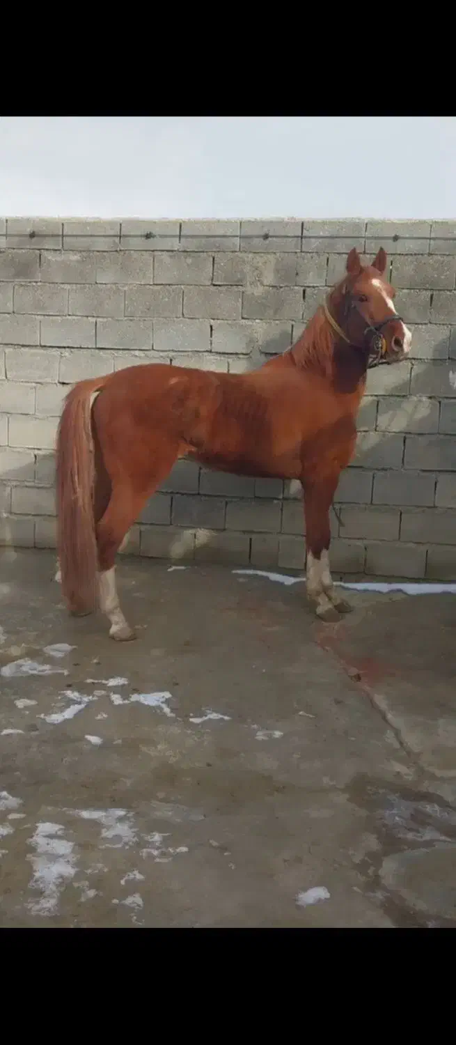 نریان سن ۴به ۵|اسب و تجهیزات اسب‌سواری|مهاباد (آذربایجان غربی), |دیوار