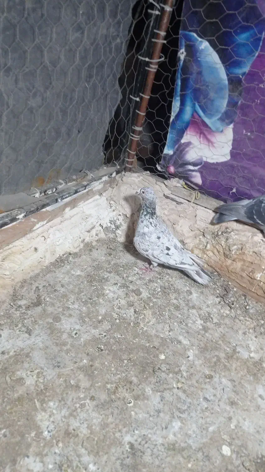 سرور نر|پرنده|پاکدشت, پاکدشت (مامازند)|دیوار