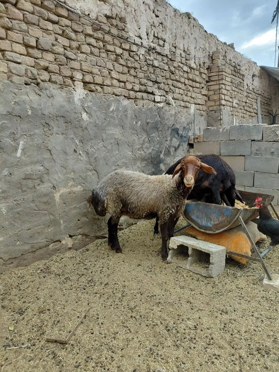 میش|حیوانات مزرعه|حمیدیا, |دیوار