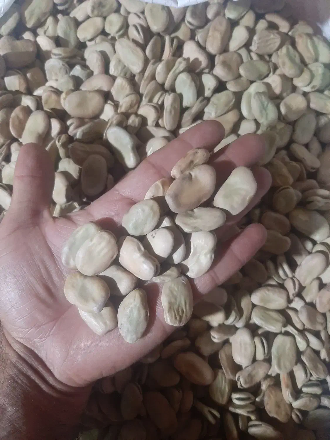 باقلا درجه یک بذری  پخت عالی|عمده‌فروشی|بهشهر, |دیوار