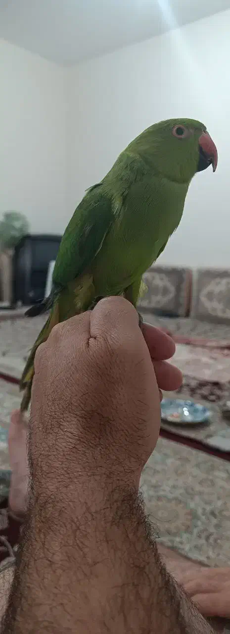 طوطی ملنگوی نر ۹ ماهه ، آماده آموزش سخنگویی|پرنده|سهند, |دیوار