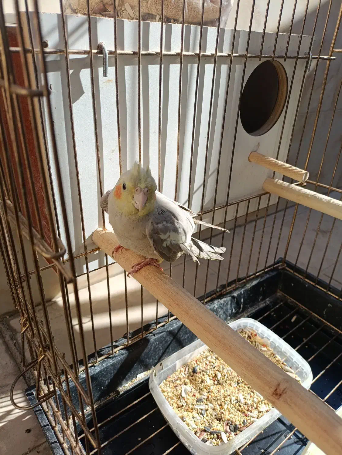 عروس هلندی جفت نر و ماده با جوجه|پرنده|محمدشهر, ولدآباد|دیوار