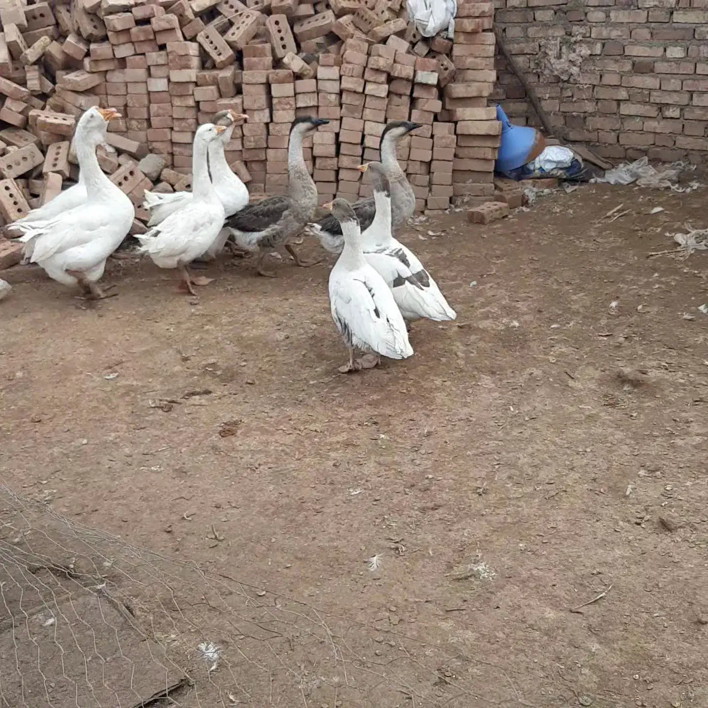 غاز|حیوانات مزرعه|خوی, |دیوار