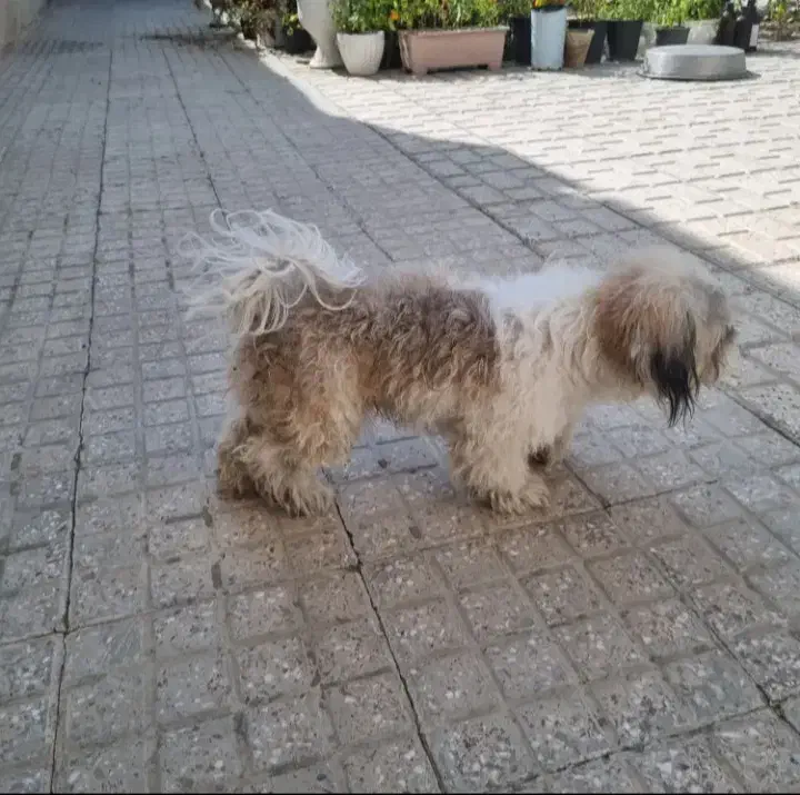 سگ شیتزو بازیگوش قیمت ۱ونیم معاوضه با هرچی|سگ|بجنورد, |دیوار