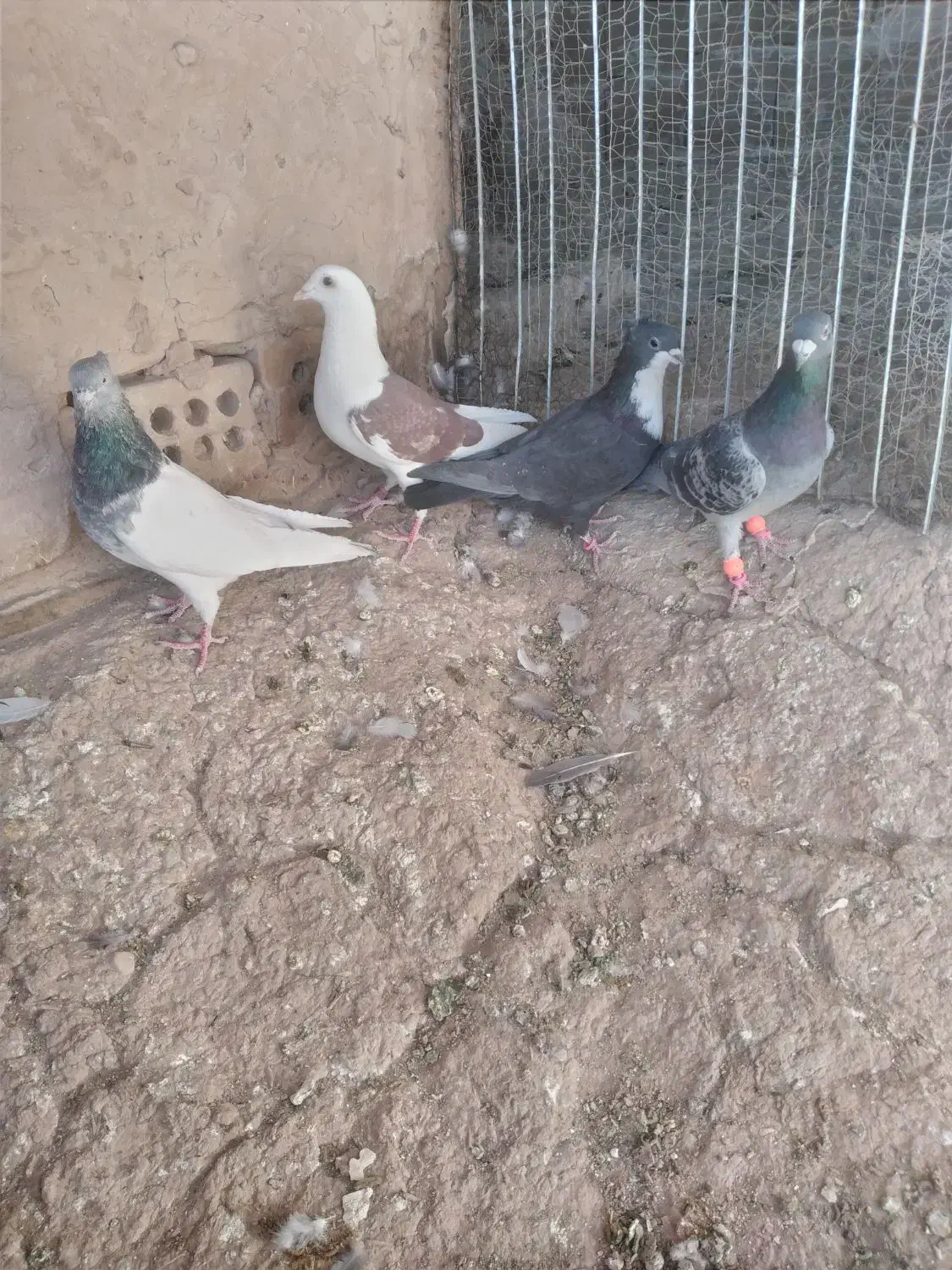 ۴ نر خب|پرنده|خوسف, |دیوار