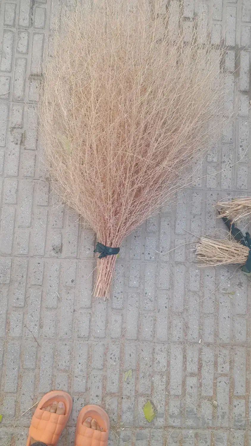 جارو(گزی باخی)|جاروبرقی، جارو شارژی، بخارشو|روانسر, |دیوار
