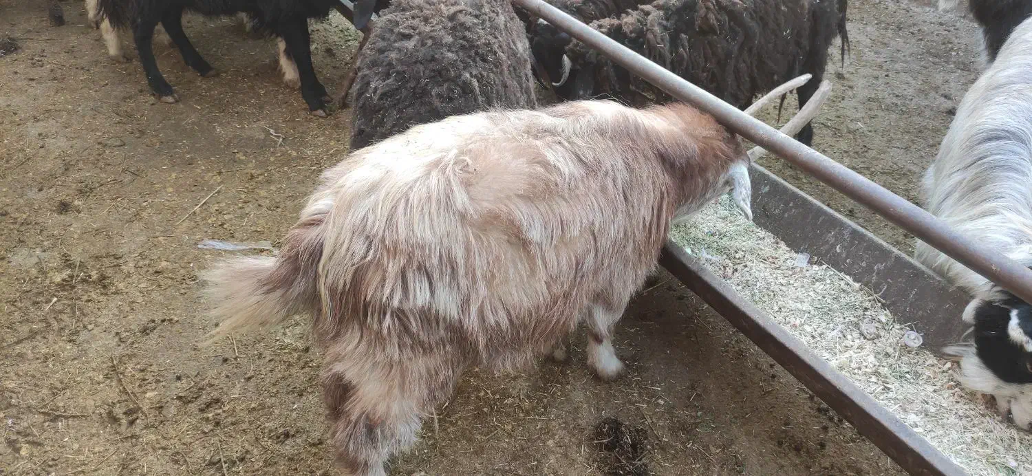 بز. گوسفند|حیوانات مزرعه|پاکدشت, پارچین|دیوار