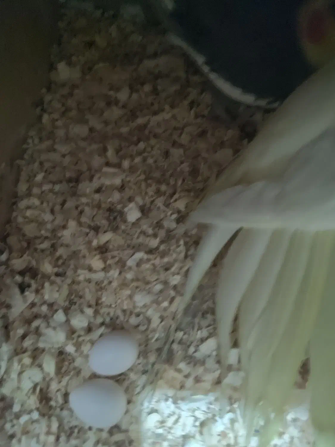 عروس هلندی یا عروس پاریس|پرنده|سوسنگرد, |دیوار