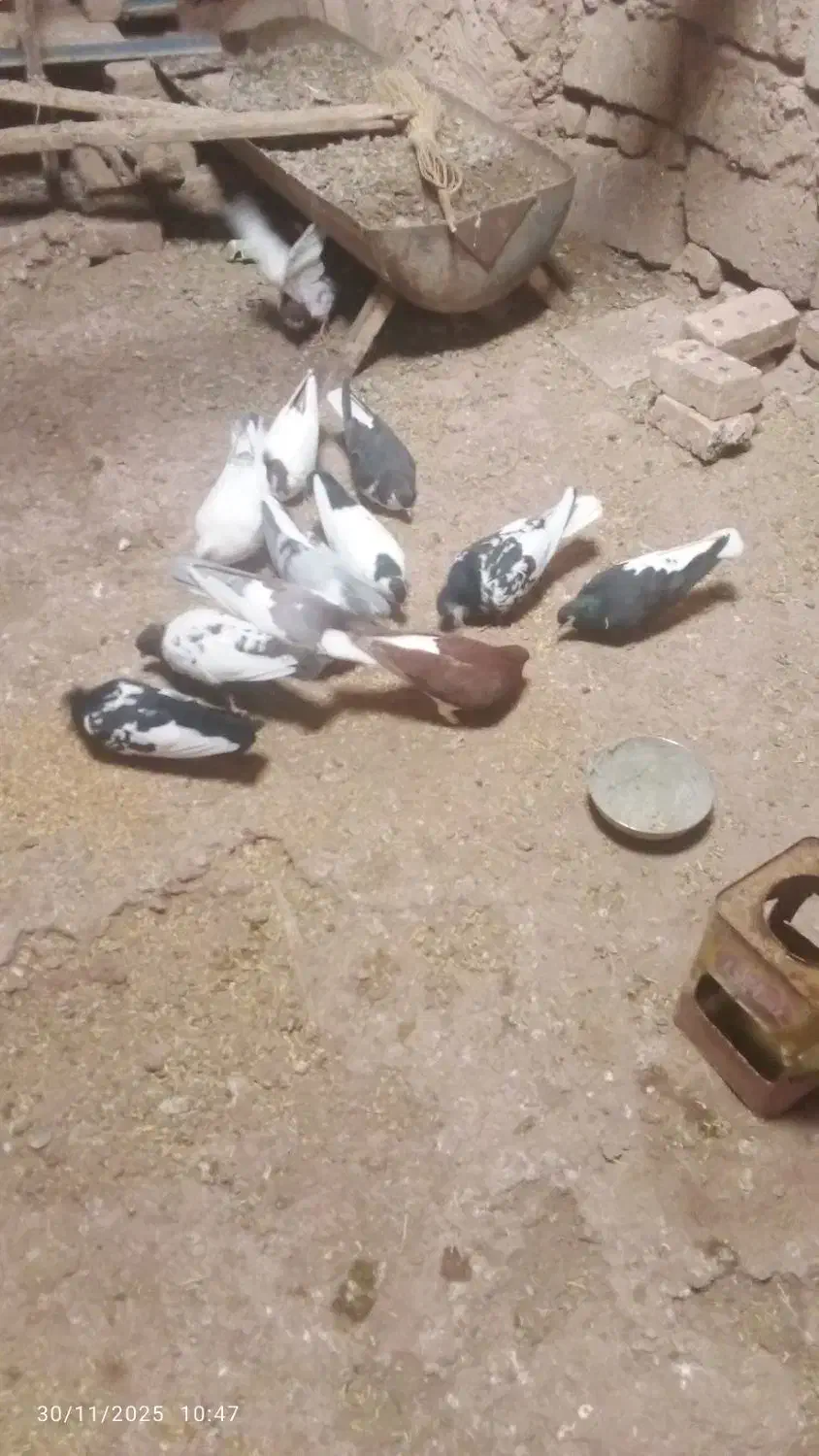 کبوترها همه سالم|پرنده|میان جلگه, |دیوار